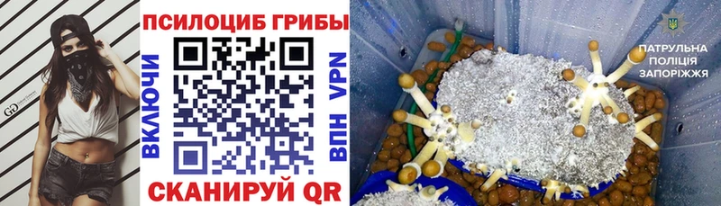 Купить  Дорогобуж  Галлюциногенные грибы Psilocybine cubensis 